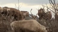 Szokująca Ziemia - Norwegia - życie reniferów