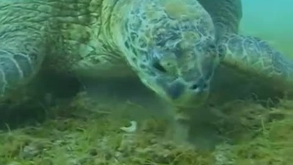 Opowieści zza siedmiu m&oacute;rz: Ż&oacute;łwie z Saziley (film dokumentalny)
