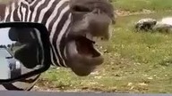 M&oacute;wiąca i śpiewająca zebra