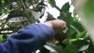 Droga na skraju nieba: Herbata - napój życia (film dokumentalny)