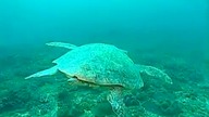 ENCYKLOPEDIA ZWIERZĄT DLA DZIECI - Żółw morski