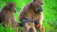 ENCYKLOPEDIA ZWIERZĄT DLA DZIECI  - Pawian