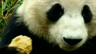 ENCYKLOPEDIA ZWIERZĄT DLA DZIECI - Panda