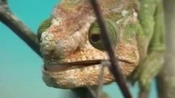 ENCYKLOPEDIA ZWIERZĄT DLA DZIECI - Kameleon