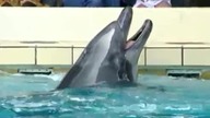 ENCYKLOPEDIA ZWIERZĄT DLA DZIECI - Delfin