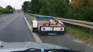 Niespodzianka w Koninie