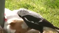 Nigdy jeszcze nie widziałeś czegoś takiego