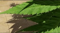 Ganja