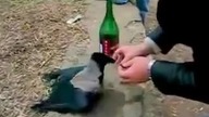 Pijany kruk w Rosji