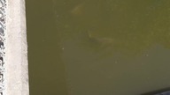 Karpie (Cyprinus carpio) w Łazienkach Królewskich 