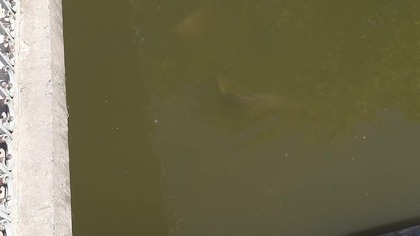 Karpie (Cyprinus carpio) w Łazienkach Królewskich 