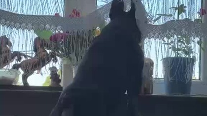 Ciekawość !