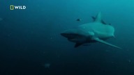 National Geographic Wild Germany [05.07.2024] - Continuity
