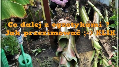 46 Cz. 7 Co dalej z wykopanymi bananowcami ? ciekawerosliny.pl