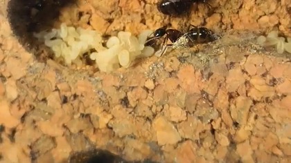  Królowa, która rządzi już 5 lat! Camponotus ligniperda #Mrówki #Ants #AntColony #AntFarm