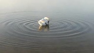 Jezioro Łabędzie