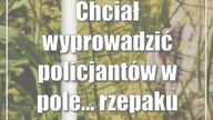 Chciał wyprowadzić policjantów w pole...  rzepaku