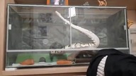 This snek was made for walking