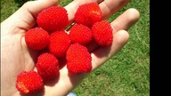 Malina ponętna, malinotruskawka-Rubus illecebrosus Focke, uprawa