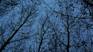 Ogr - Osada Potworów (2008) Lektor PL