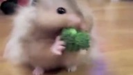Nom Nom Nom Nom Nom Nom Nom