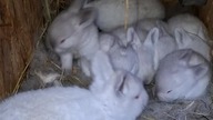 Króliczki kalifornijskie mają już 2 tygodnie #rabbit