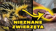 10 ZWIERZĄT O KTÓRYCH NIE SŁYSZAŁEŚ