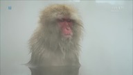 Dzikie wyspy. Japonia kraina kontrast&oacute;w.
