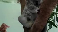 Miś koala z bliska