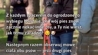Kontrola psiej interakcji na spacerach  #Pies #ZabawaDlaPsów #BezpieczeństwoPsy