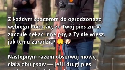 Kontrola psiej interakcji na spacerach  #Pies #ZabawaDlaPsów #BezpieczeństwoPsy