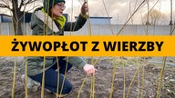 Żywopłot z WIERZBY - WIKLINY.  Jak założyć żywopłot z wierzby krok po kroku