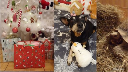 Vlogmas 23 Wesołych Świąt