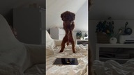 iPad kid #dog #poodle #ipad #pies #funny