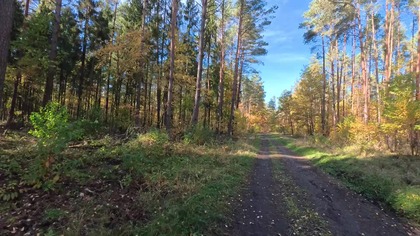 Hanusek, Tworóg, Las, Śląsk, Polska