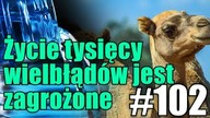 Bezprecedensowy odstrzał australijskich wielbłądów