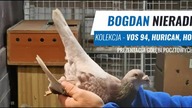 Bogdan Nieradka - gołębie Lini Vos 94, Kittel, Pitbull - film gołębie 2022 - Nowy!