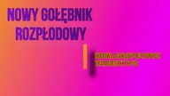 HDGP-Michał Fus Nowy gołębnik rozpłodowy- prezentacja Team Cieszyk & Fus