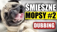 ŚMIESZNE MOPSY #2  DUBBING: MATT OLECH