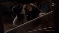 Cujo (1983)