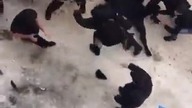 Muzułmanie biją Rosyjską Milicję.