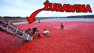 NIE UWIERZYSZ JAK POWSTAJE ŻURAWINA!