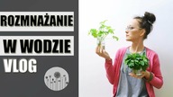 Rozmnażanie roślin domowych w wodzie.  Vlog