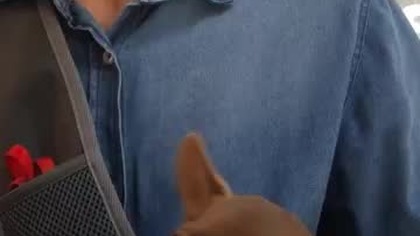 Tolek w fast foodzie # chihuahua