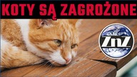 Tajemnicza choroba atakuje koty! Weterynarze szukają źródła