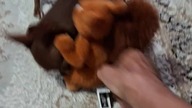 Tolek i nowa zabawka #chihuahua