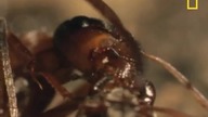 Parasitic Mind Control of ants