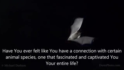 Werebeast lore - The Nahuales