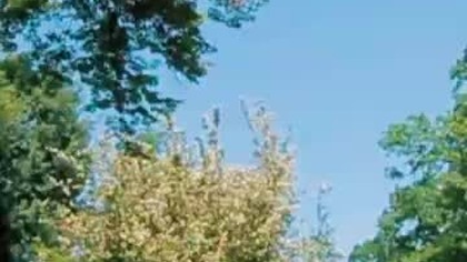 Takie WSADY robiłem kiedyś w KRAKOWIE - Park Jordana #shorts #viral #koszykówka #dunk