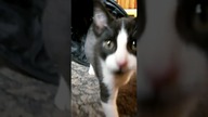 Bonguś, r&oacute;żowy nosek  #shorts #kot #kotek #kotki #kittens #funny #funnycats #meow